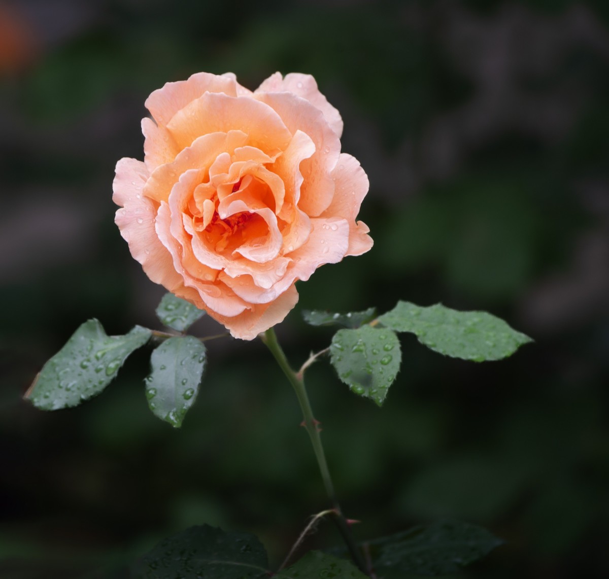 雨中的月季娇滴滴