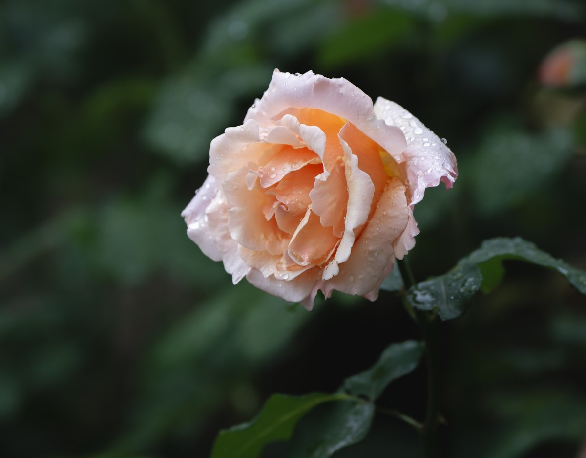 雨中的月季娇滴滴