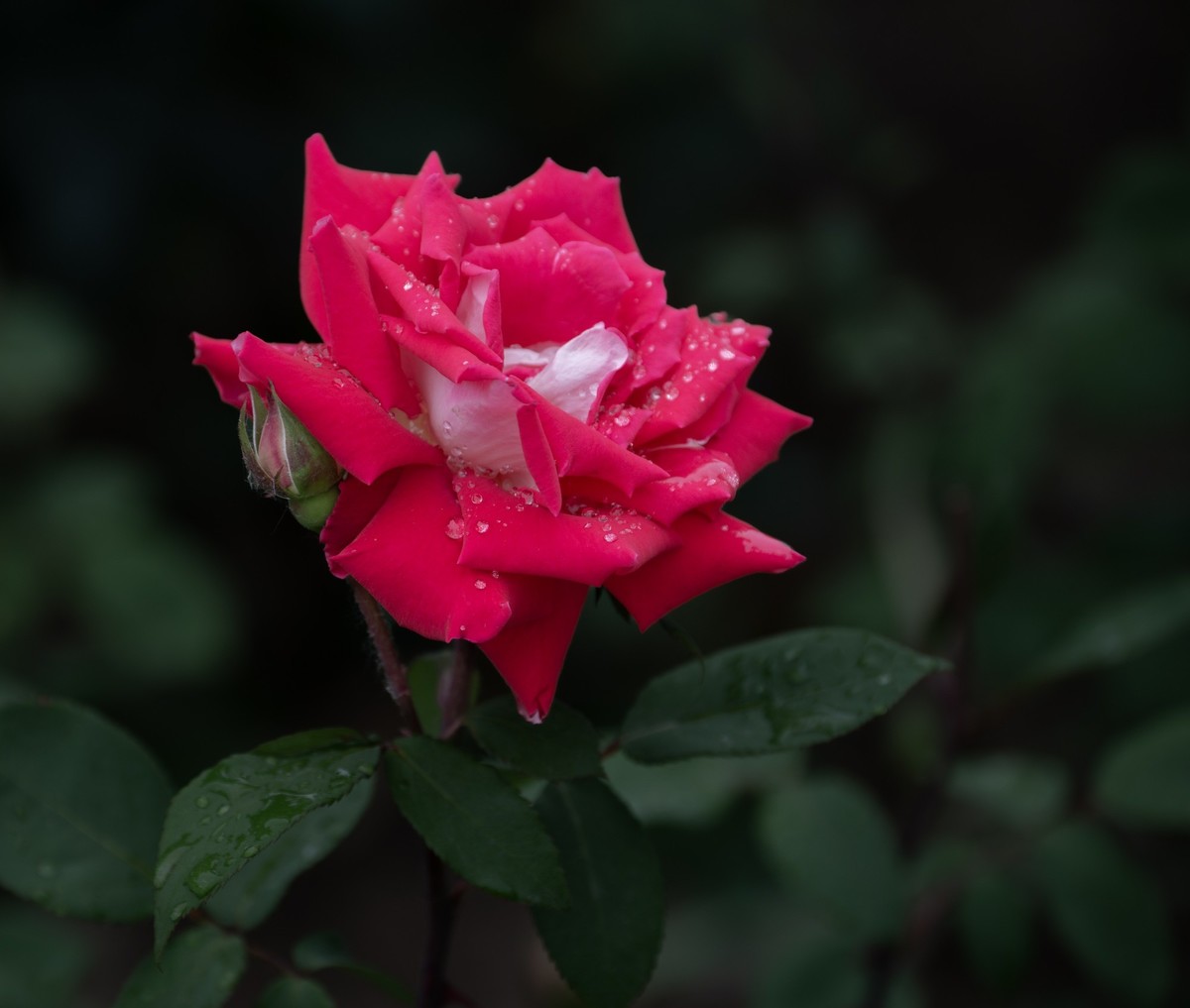 雨中的月季娇滴滴