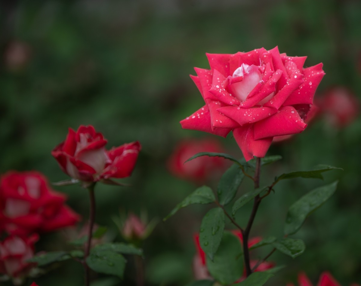 雨中的月季娇滴滴