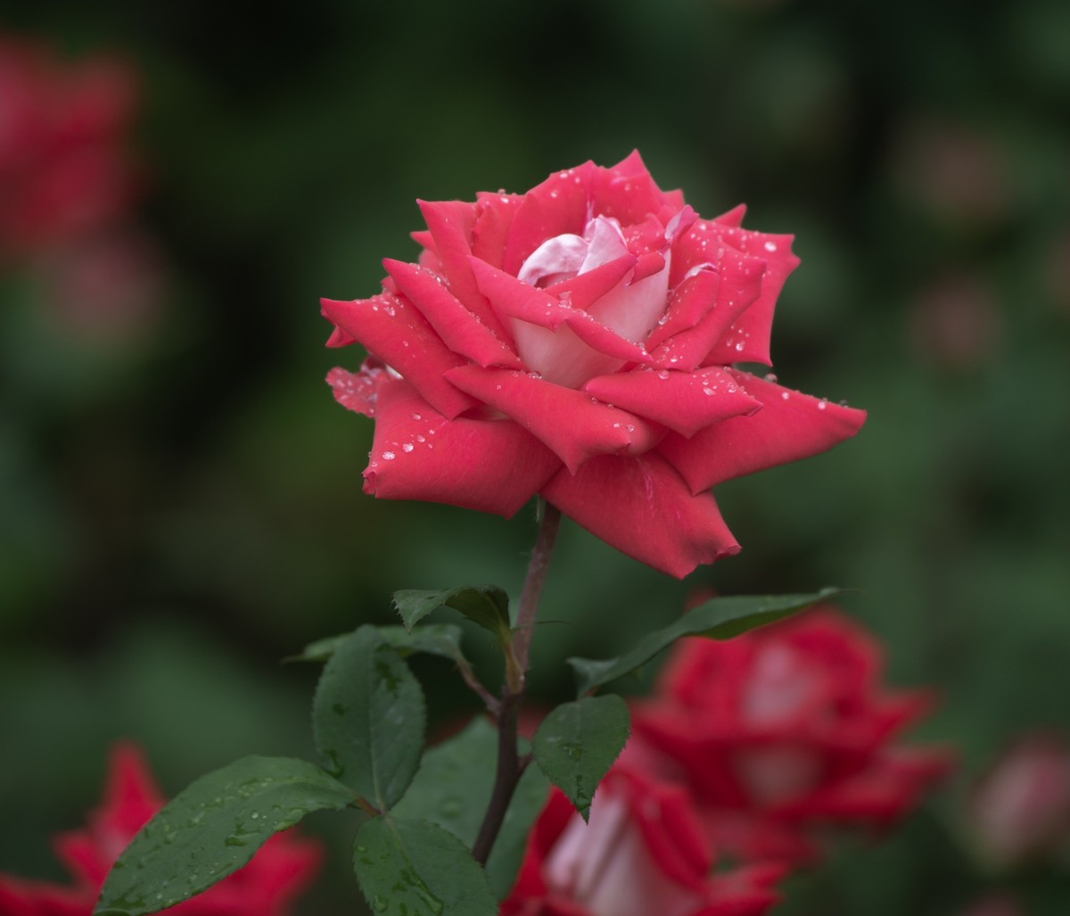 雨中的月季娇滴滴