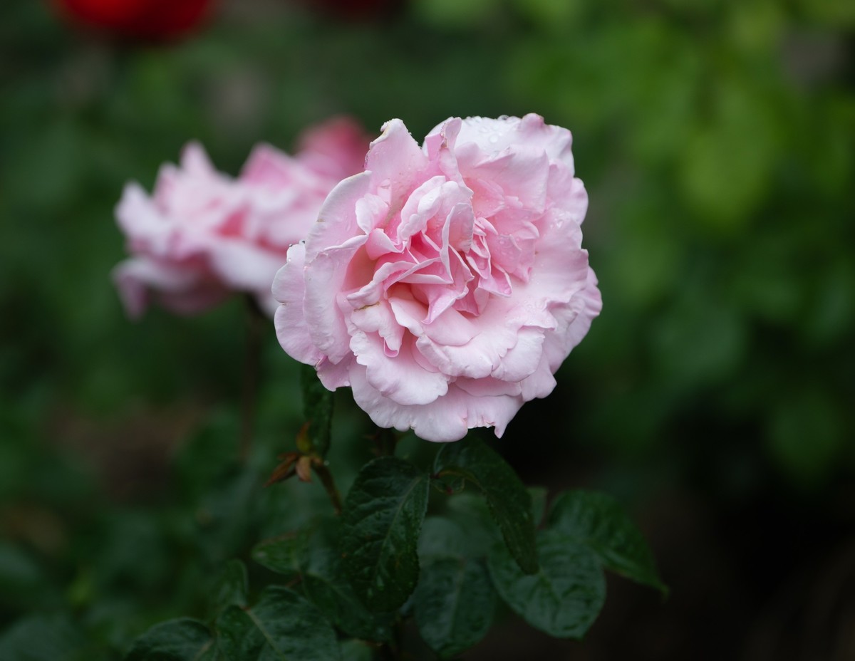 雨中的月季娇滴滴