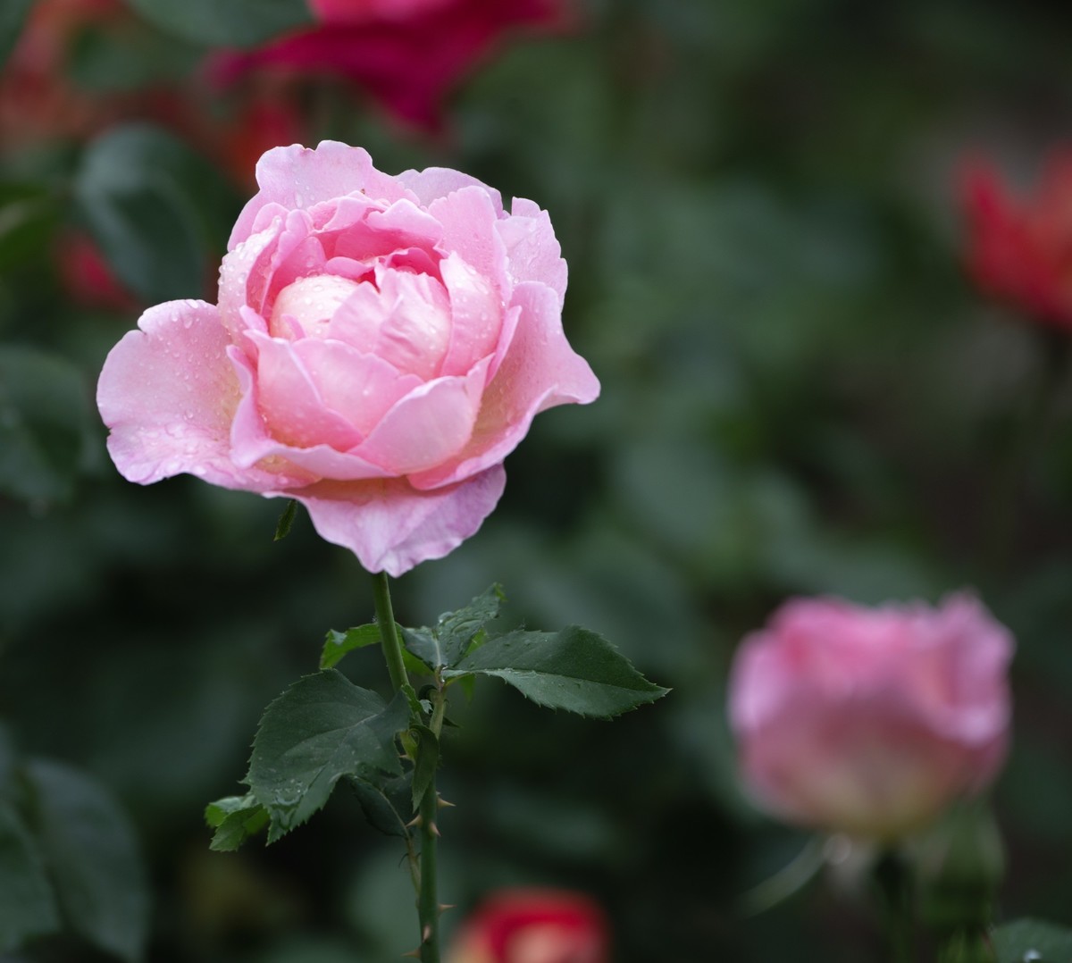 雨中的月季娇滴滴