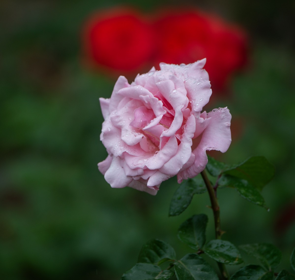 雨中的月季娇滴滴