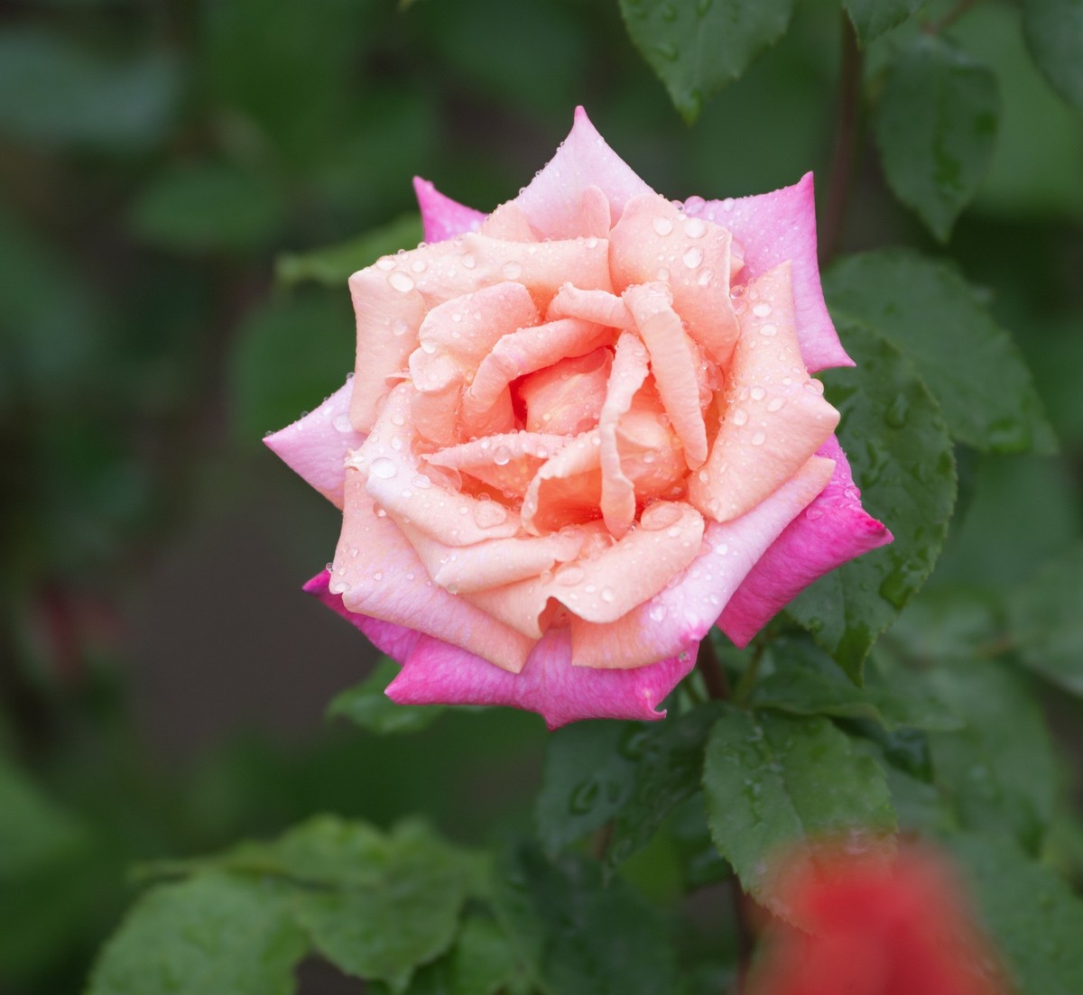 雨中的月季娇滴滴