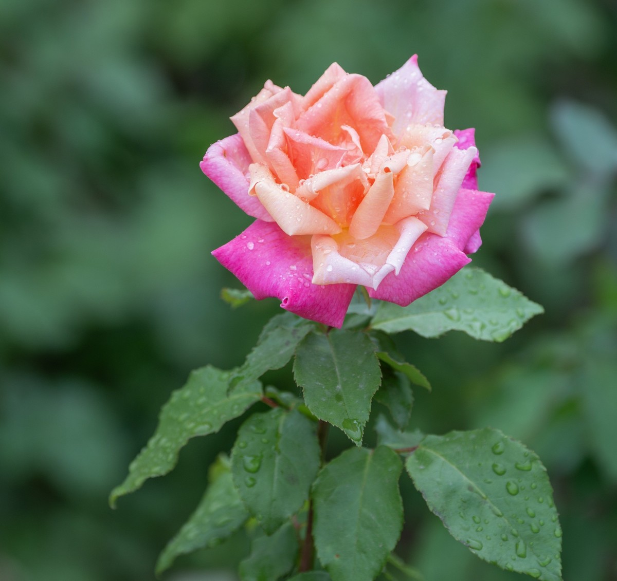 雨中的月季娇滴滴
