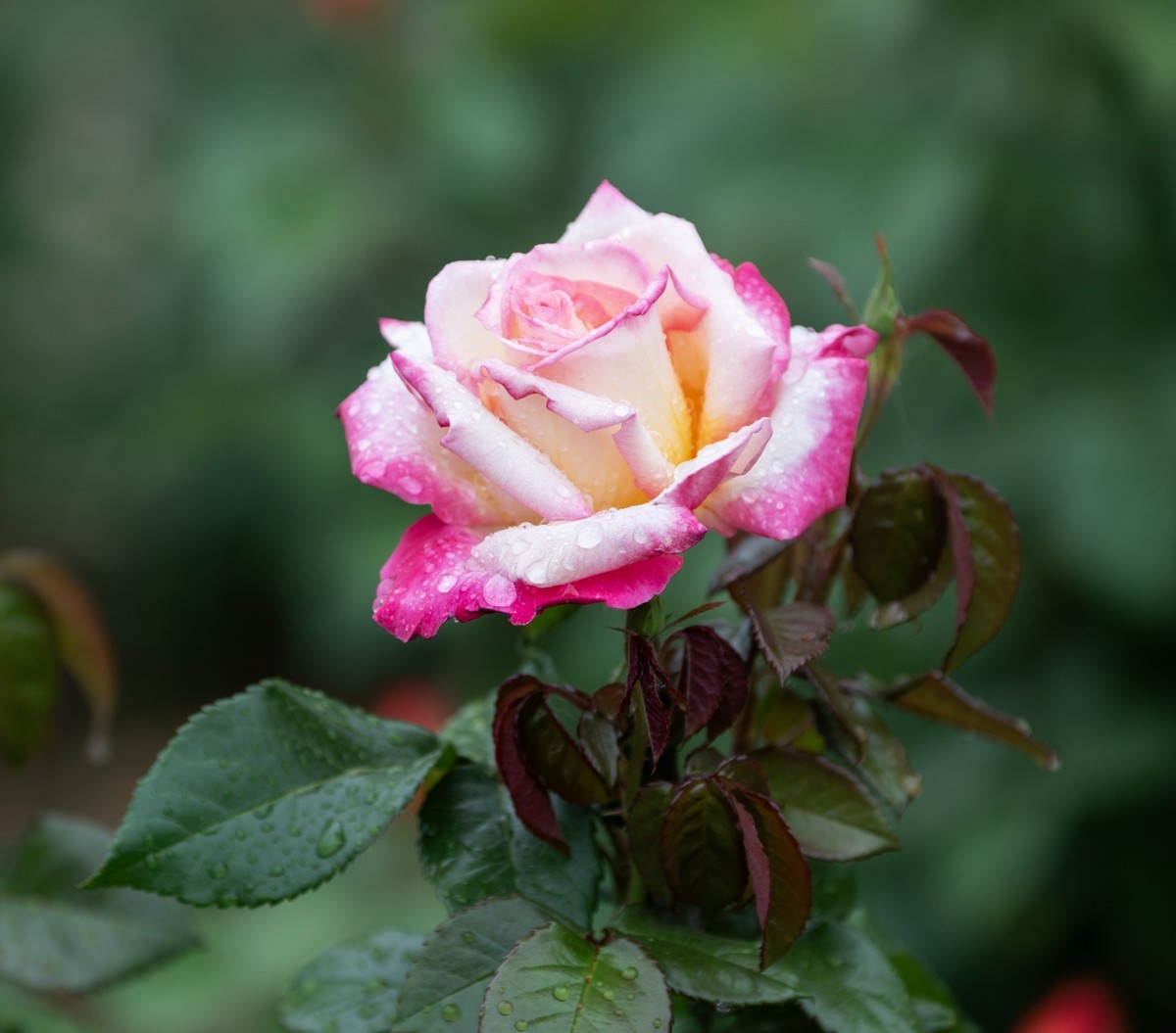 雨中的月季娇滴滴
