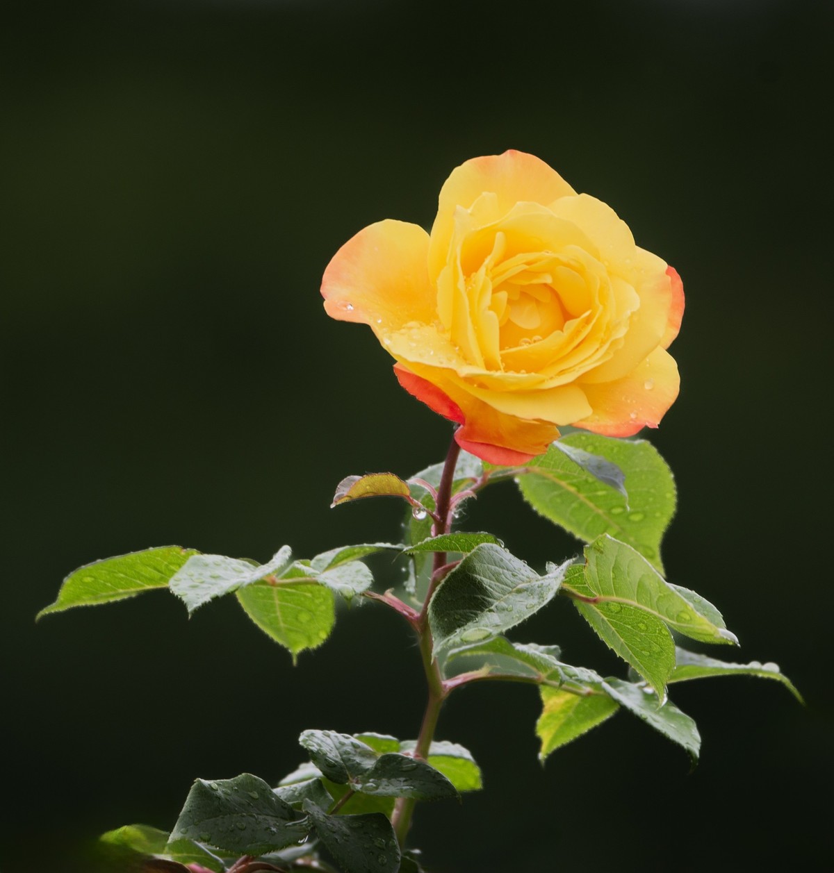 雨中的月季娇滴滴