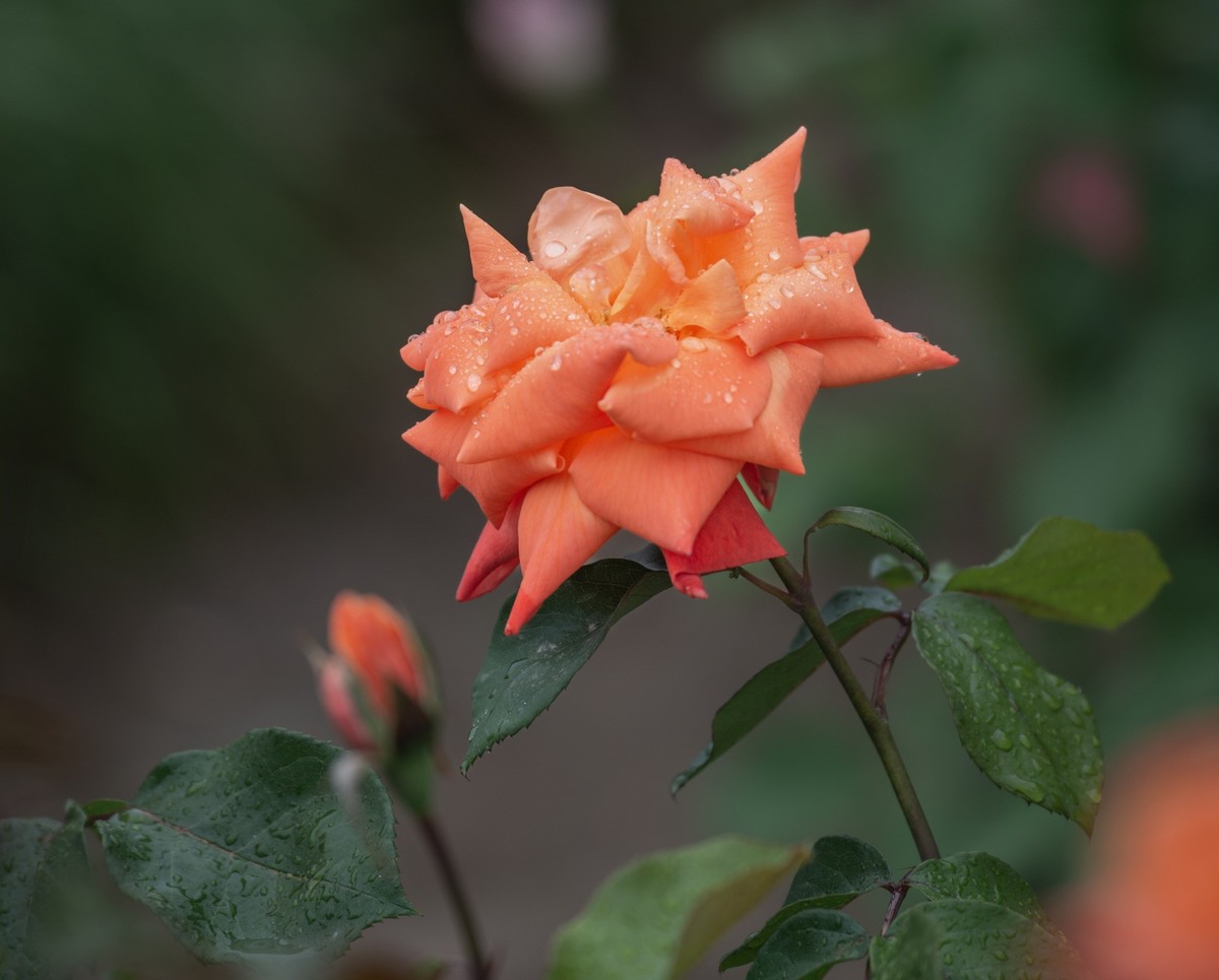 雨中的月季娇滴滴