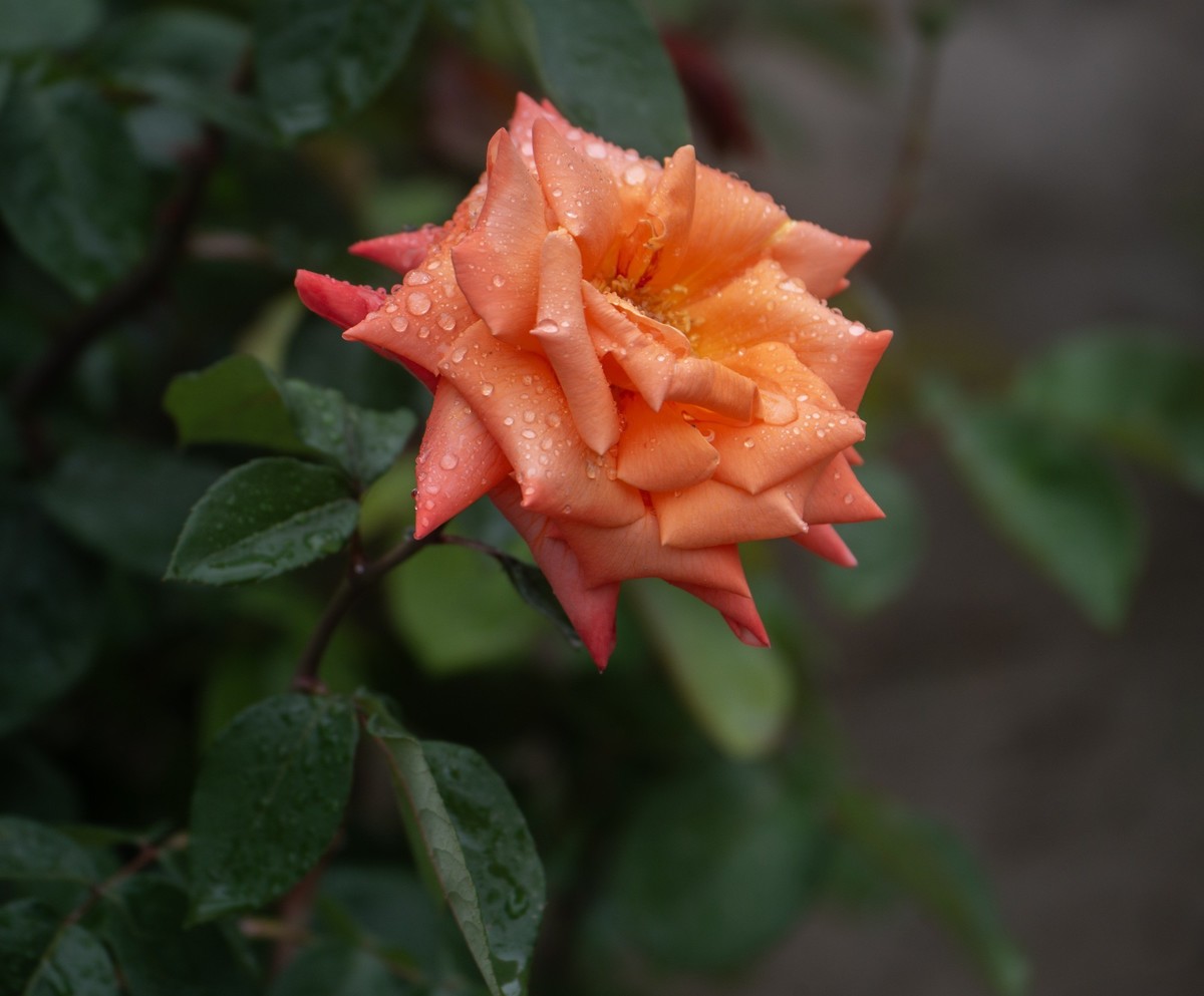 雨中的月季娇滴滴