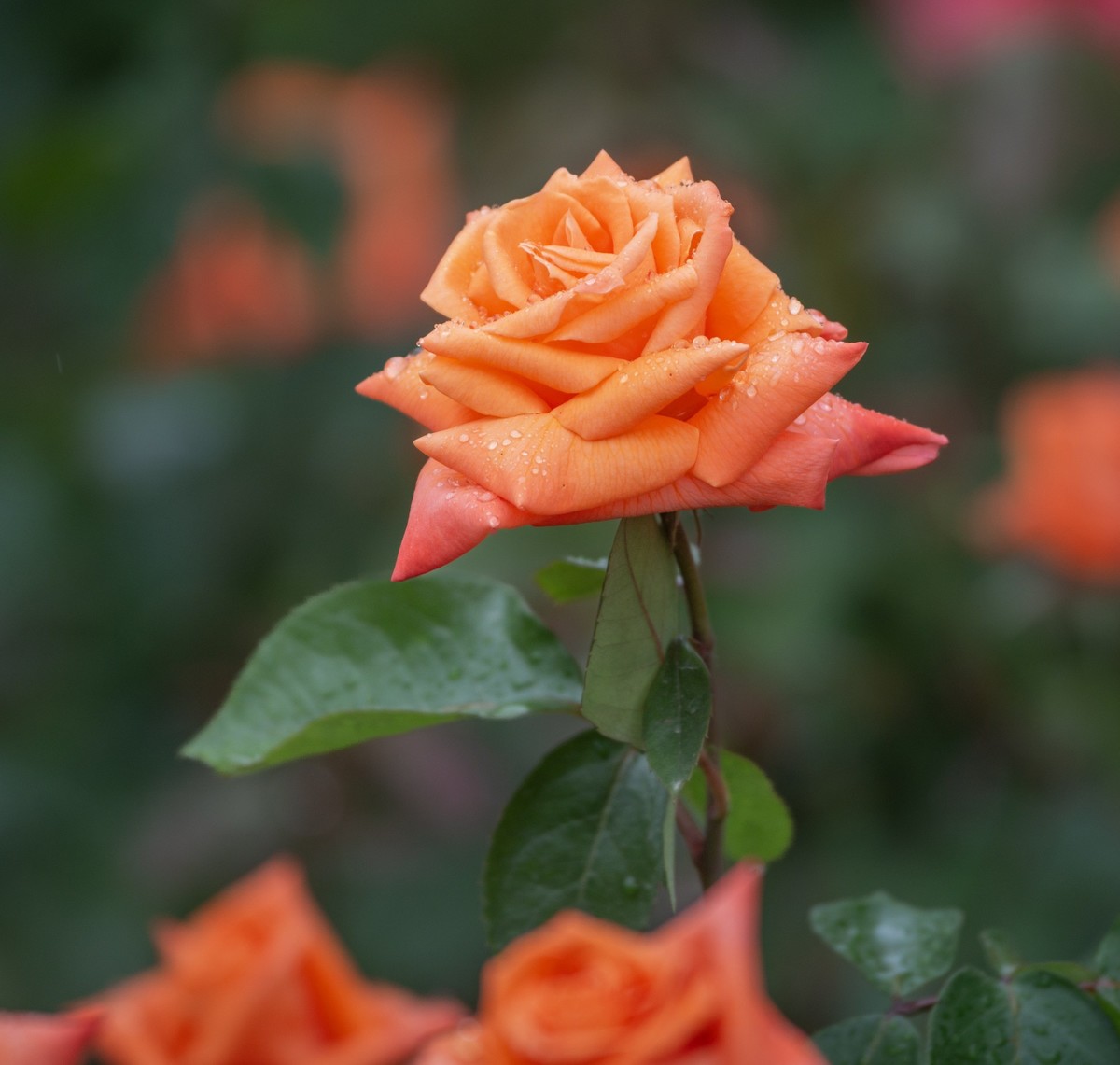 雨中的月季娇滴滴