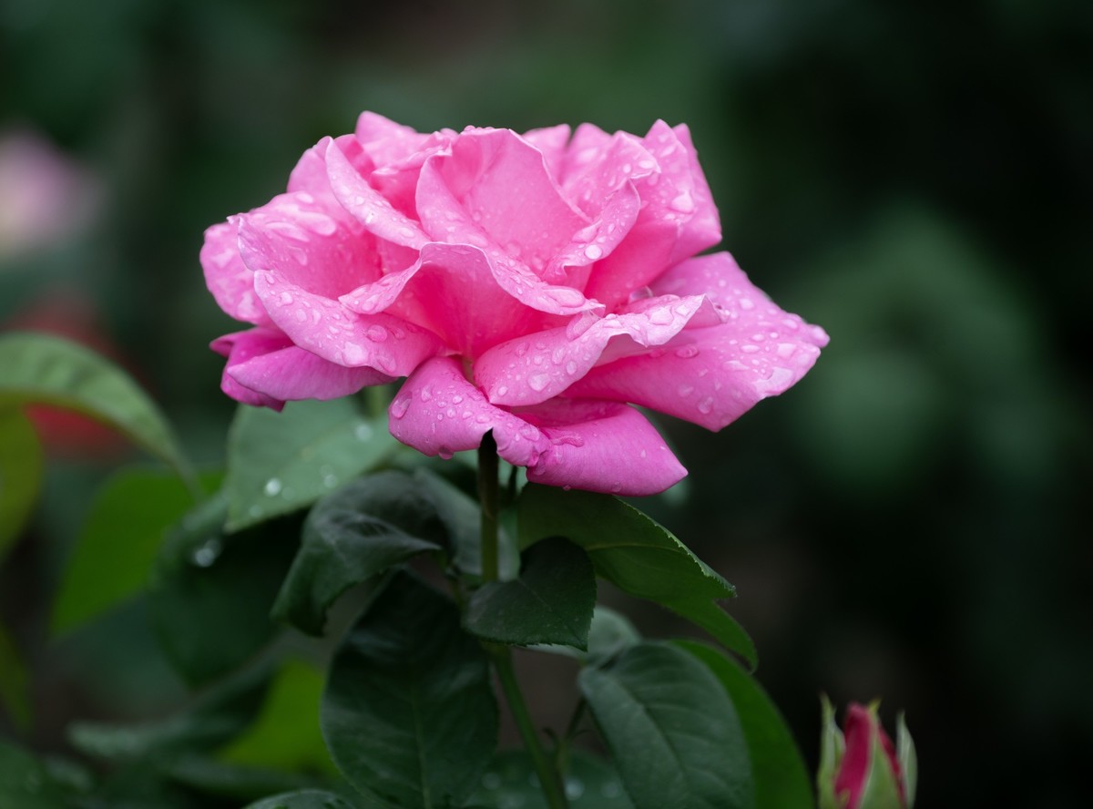 雨中的月季娇滴滴