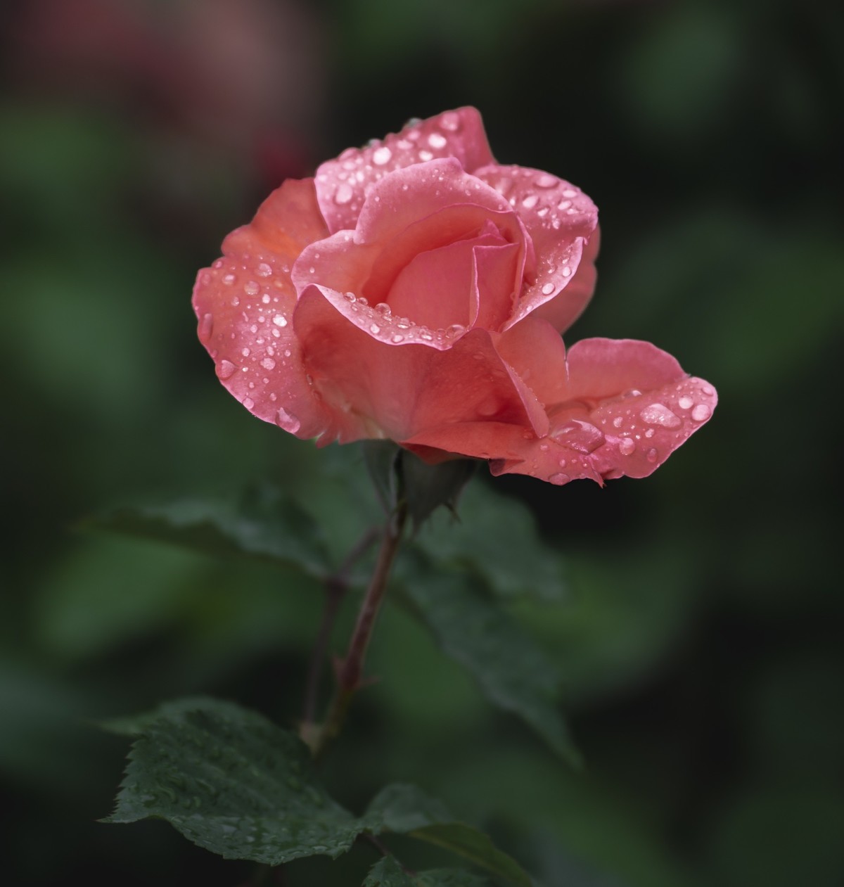 雨中的月季娇滴滴