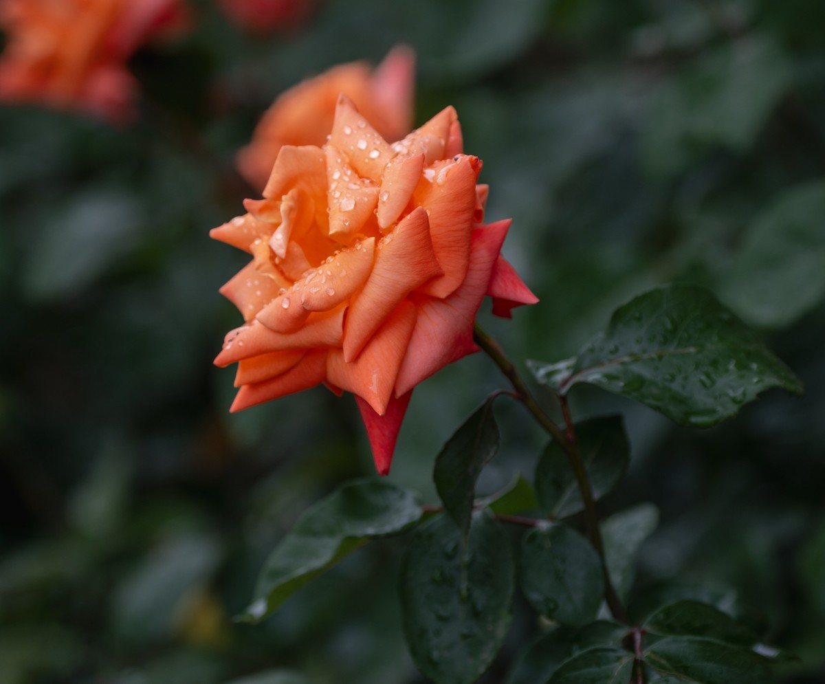 雨中的月季娇滴滴