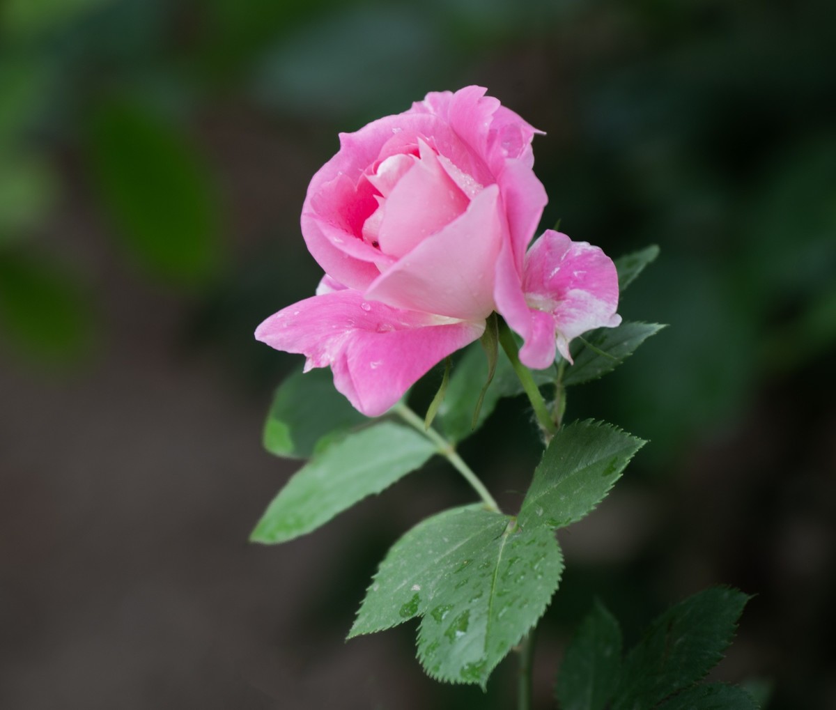 雨中的月季娇滴滴