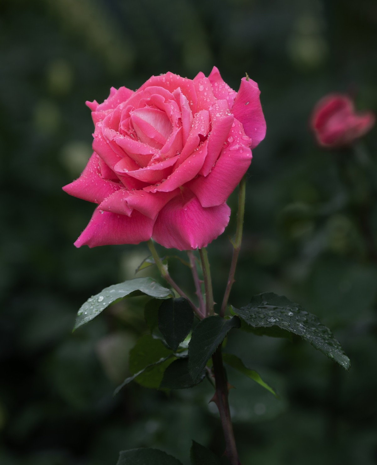 雨中的月季娇滴滴