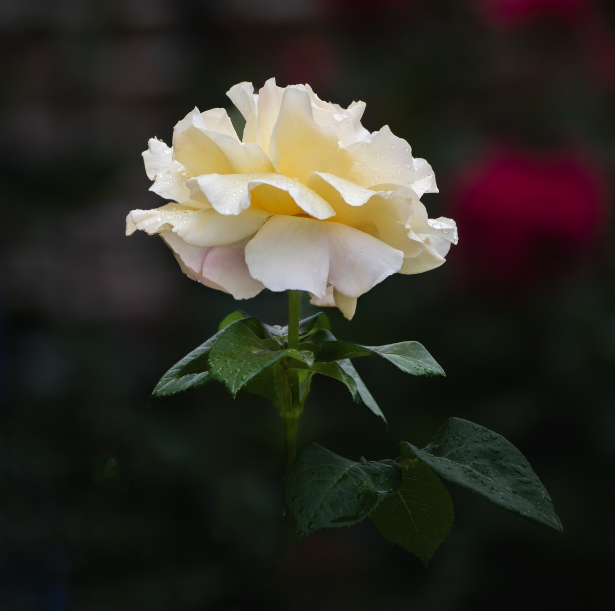 雨中的月季娇滴滴