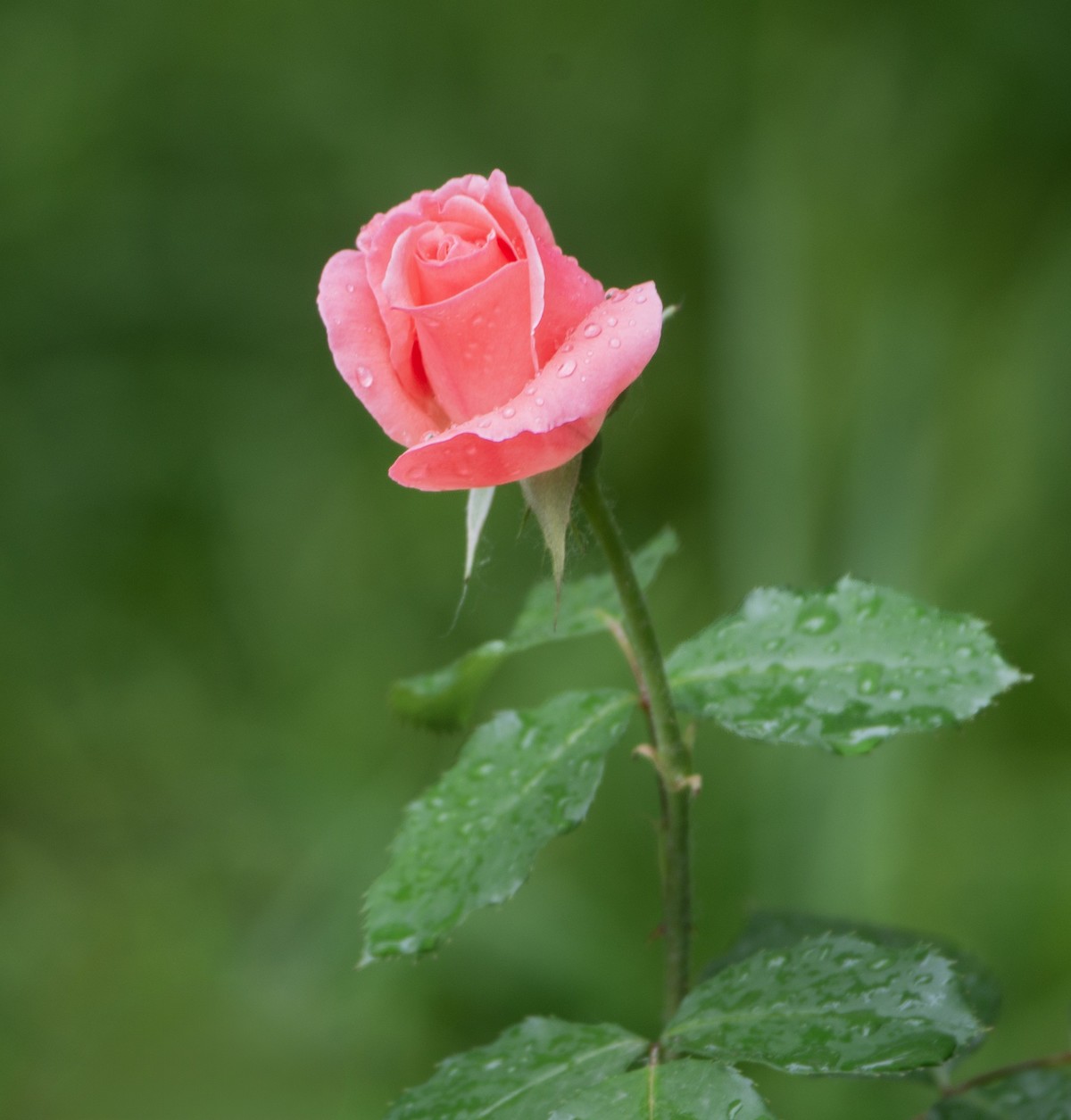 雨中的月季娇滴滴