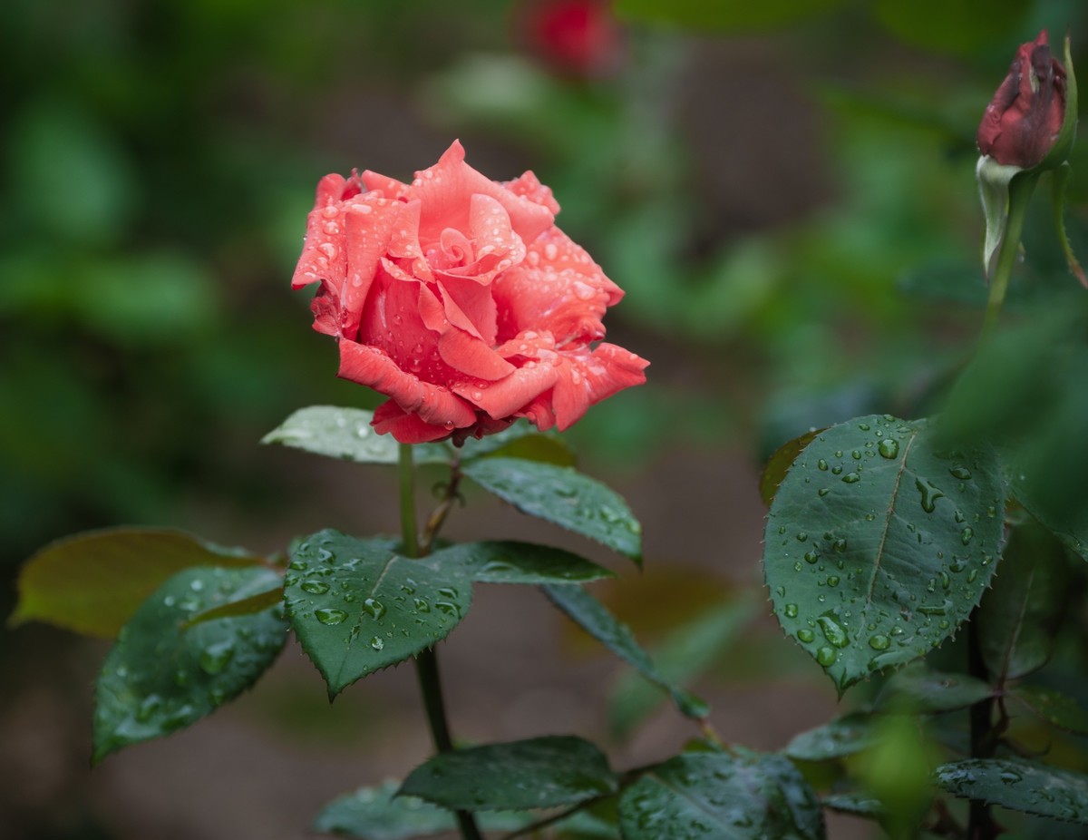 雨中的月季娇滴滴