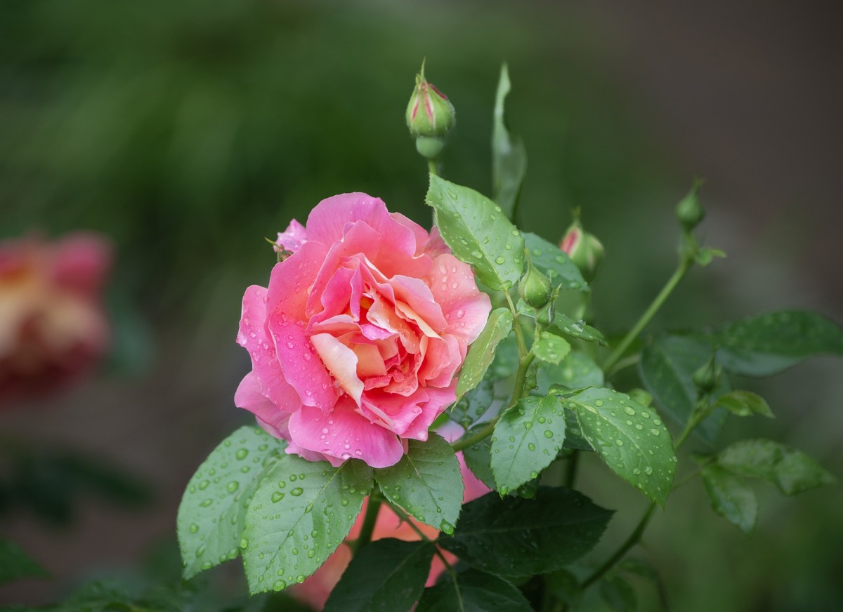 雨中的月季娇滴滴