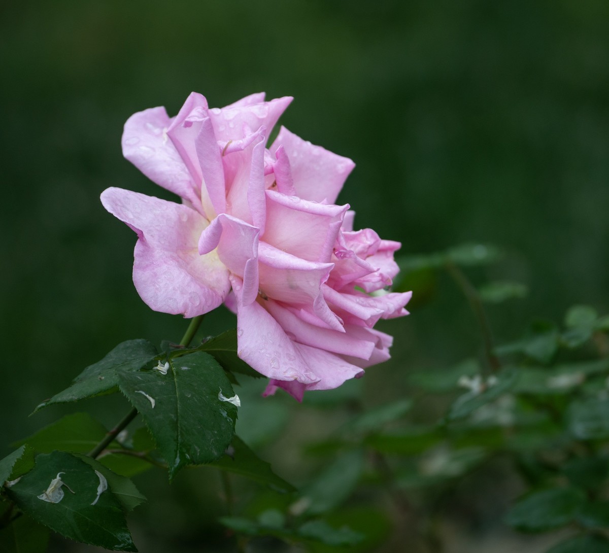 雨中的月季娇滴滴
