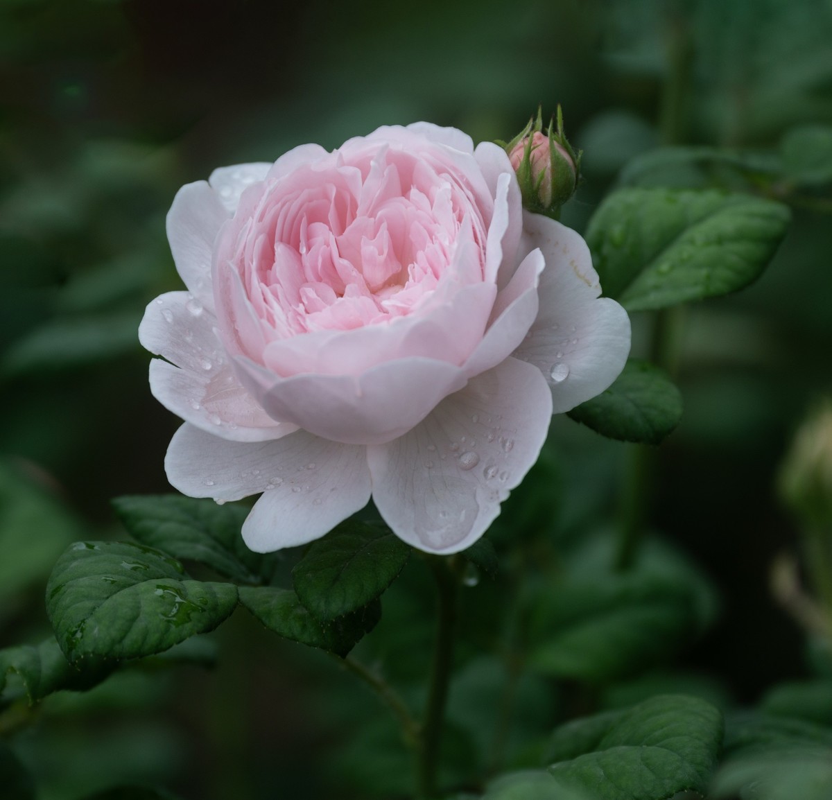 雨中的月季娇滴滴