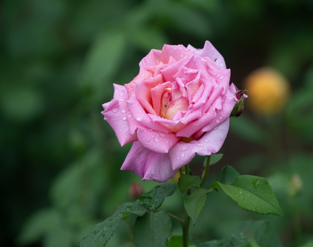 雨中的月季娇滴滴