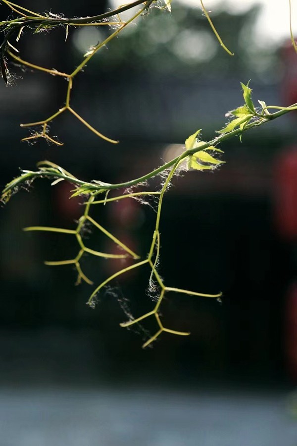 襄阳盛世唐城（请假）