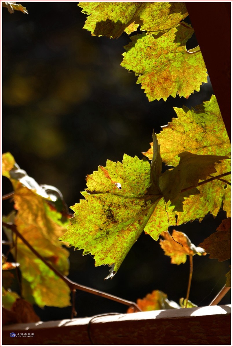 2024-（204）全国文明村恰勒瓦西（五）