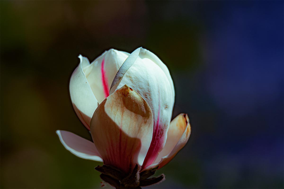 一花忆一季