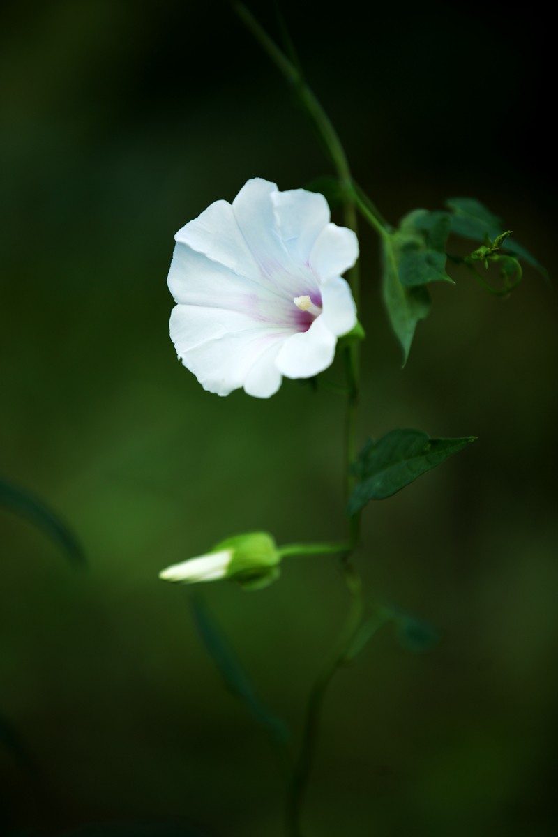 牵牛花(2)
