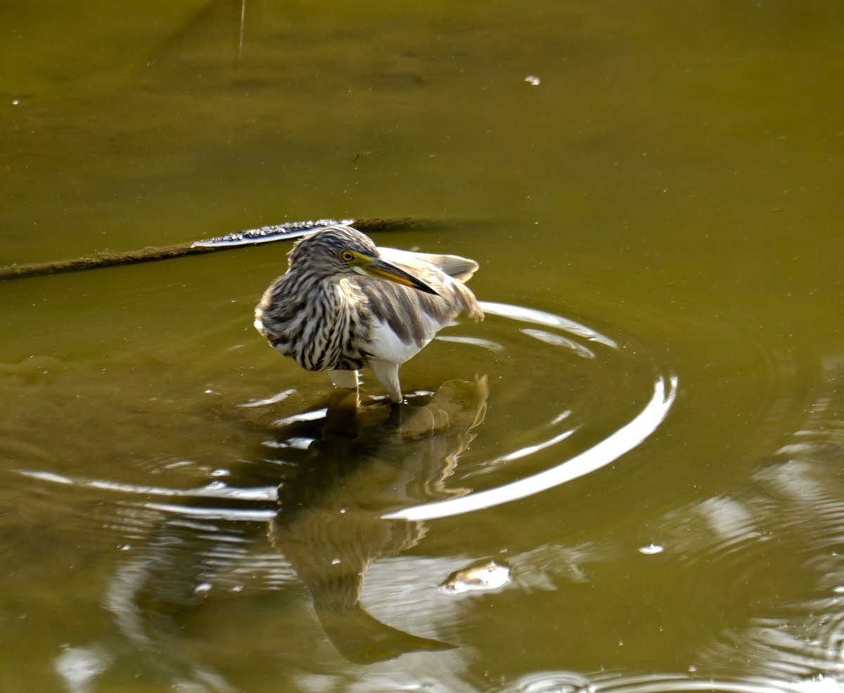 流化湖池鹭（二）