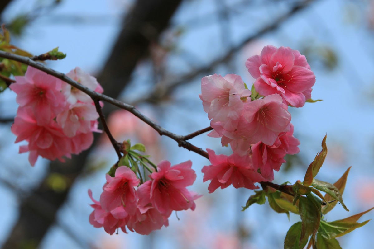 2022年摄影花卉一167