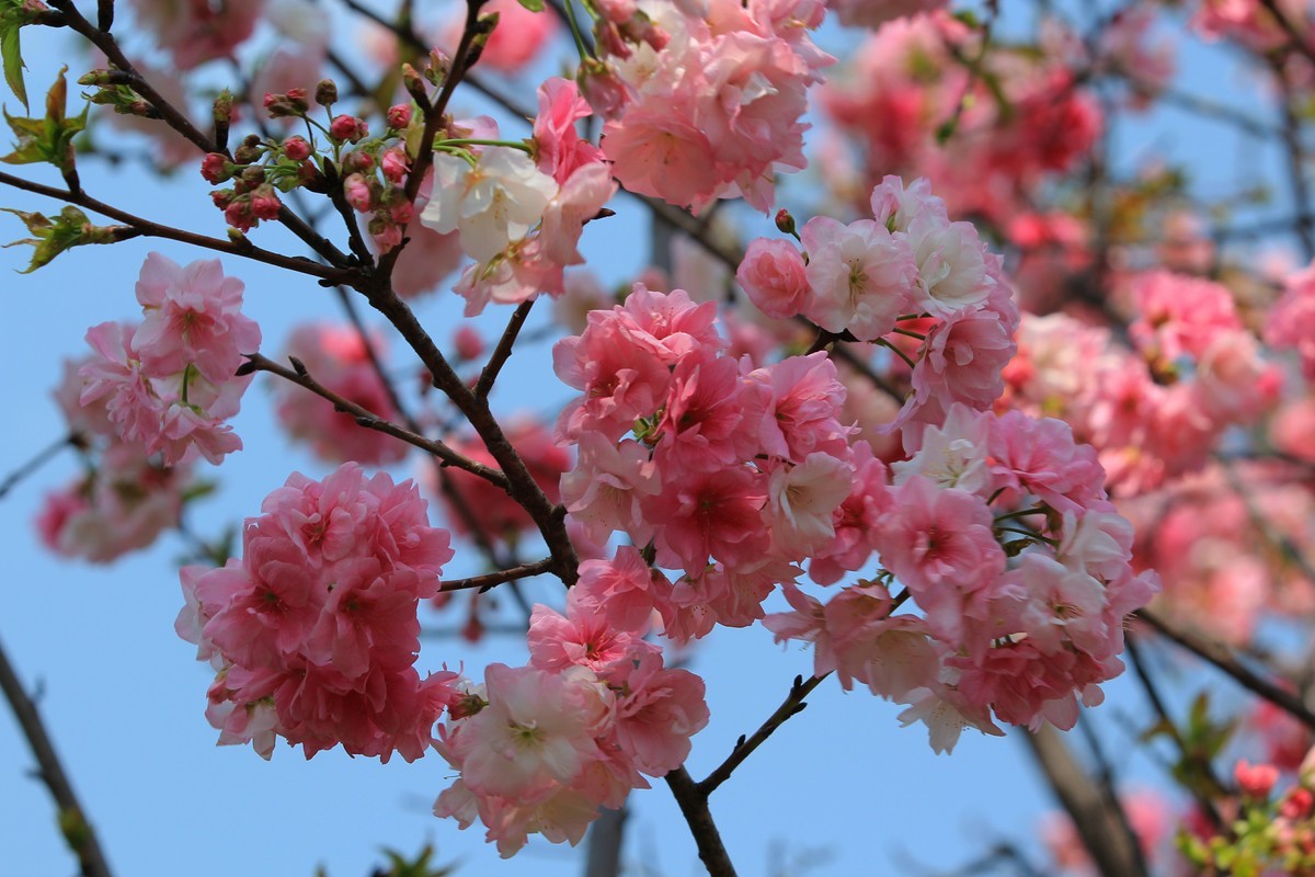 2022年摄影花卉一167