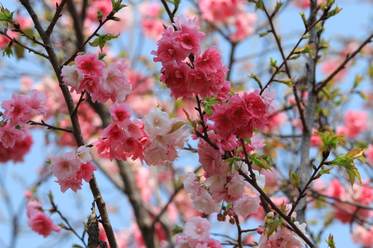 2022年摄影花卉一167