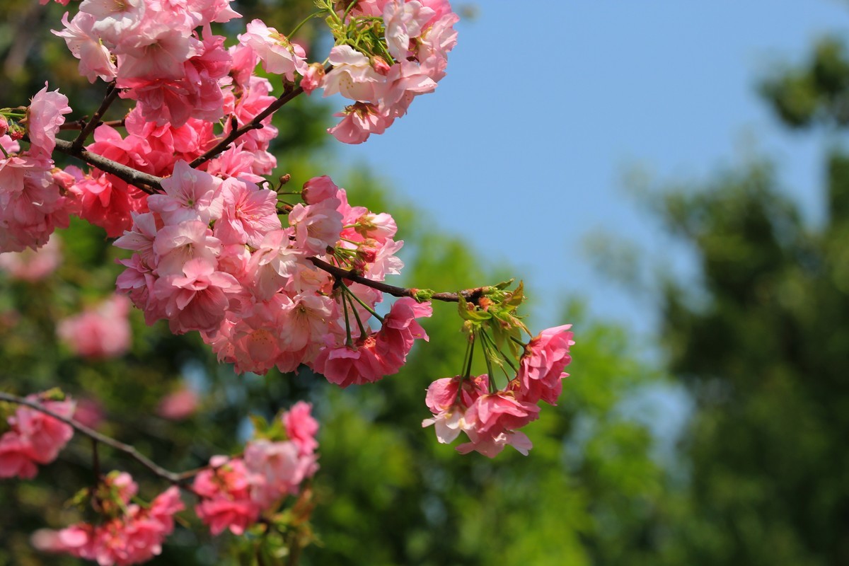 2022年摄影花卉一167