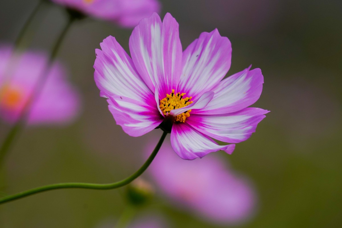 格桑花