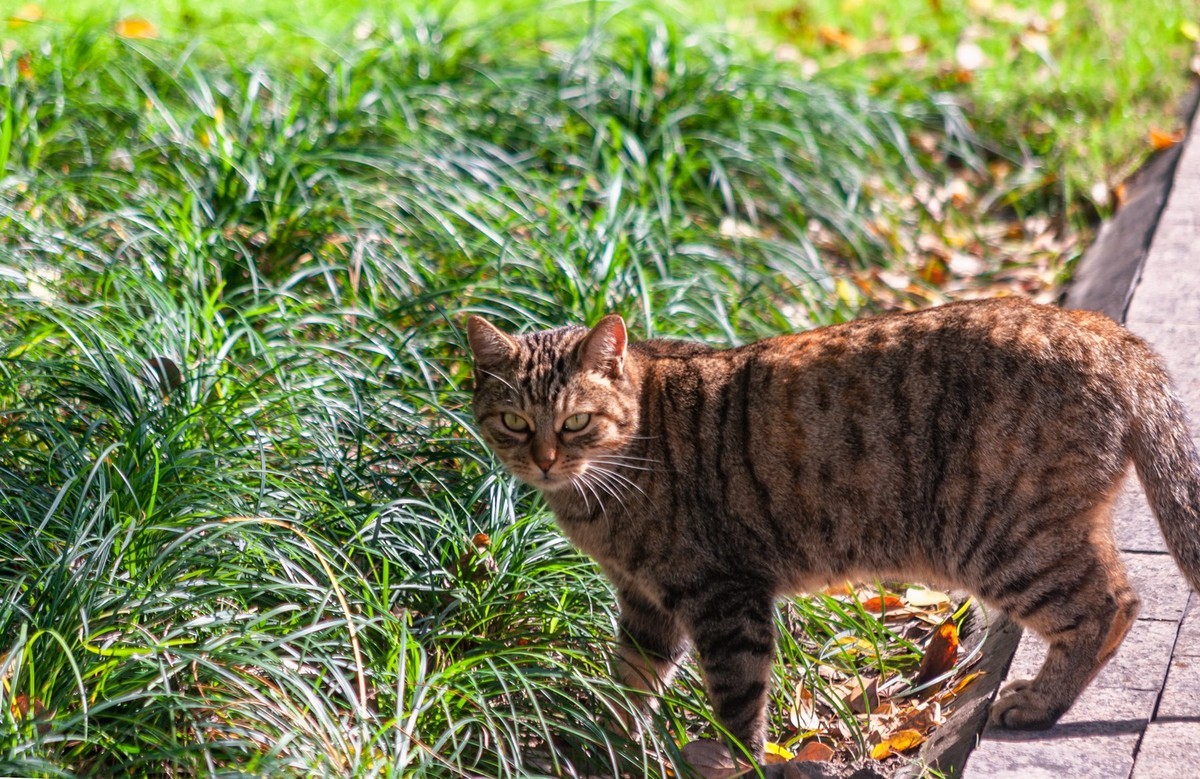 公园流浪猫