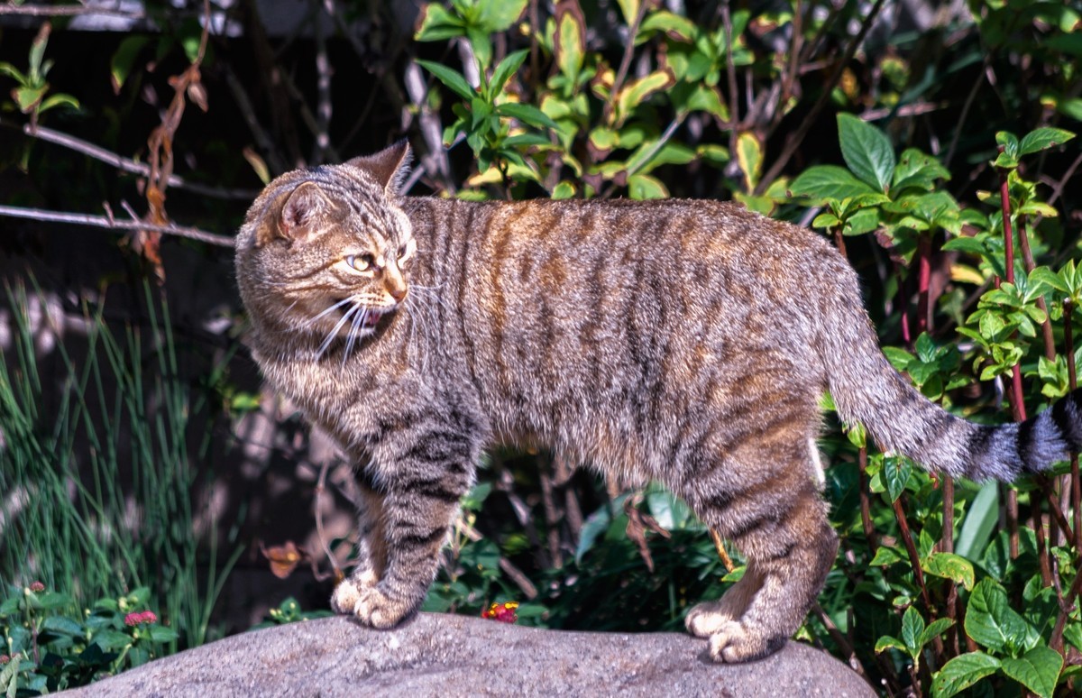 公园流浪猫