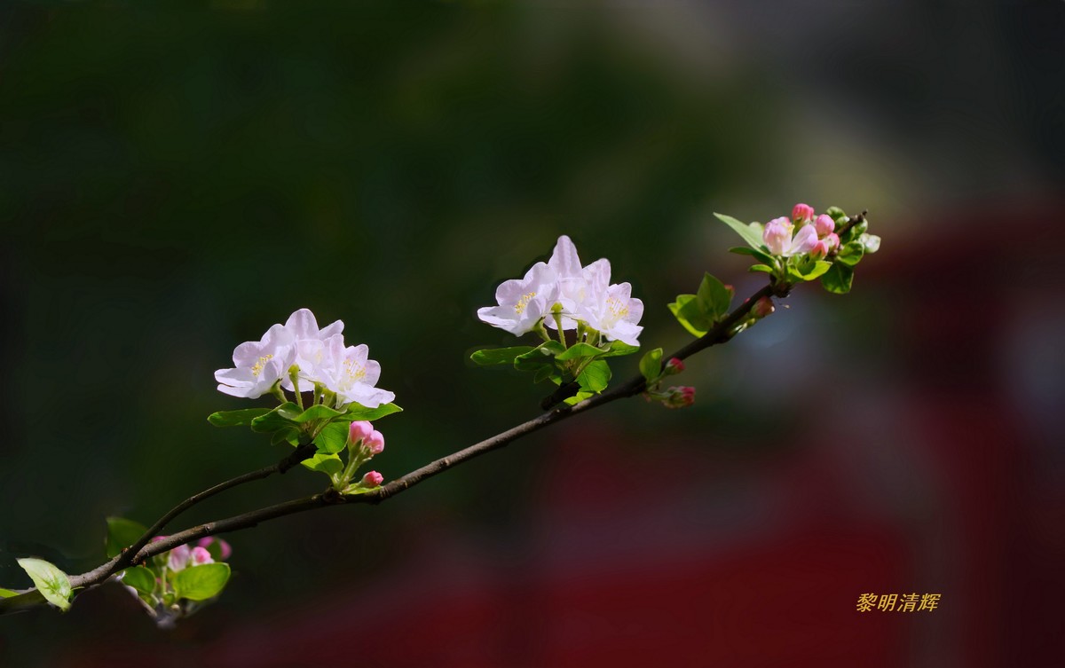 西府海棠花正浓