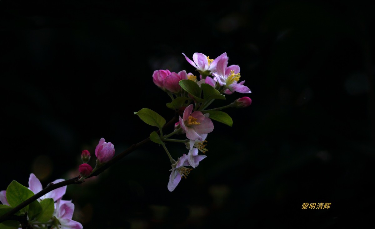 西府海棠花正浓