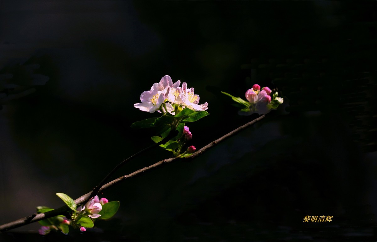 西府海棠花正浓
