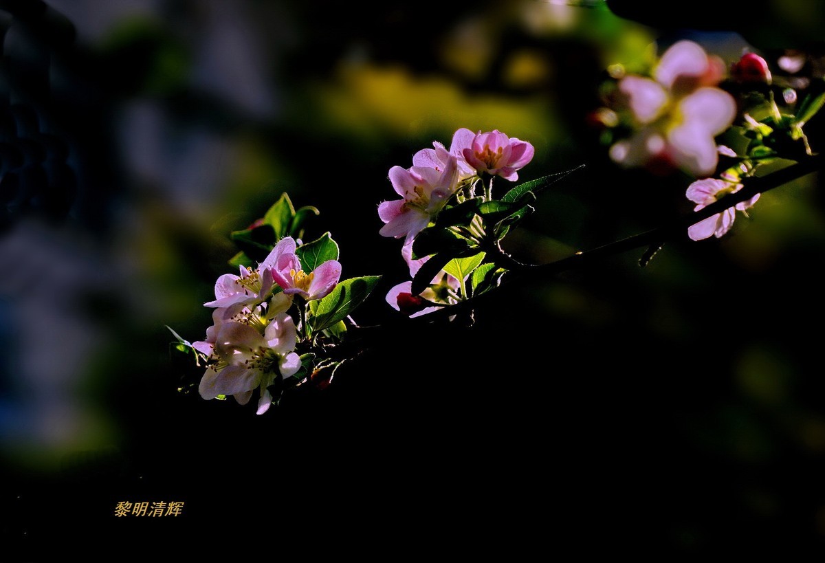 西府海棠花正浓