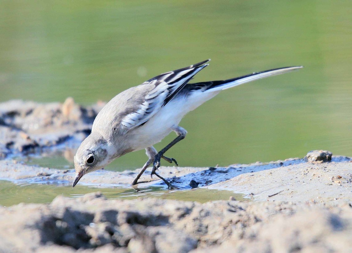 2023年拍水边白鹡鸰雏鸟