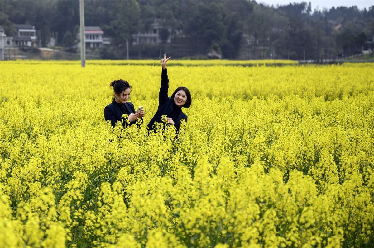 油菜花节景美人更美