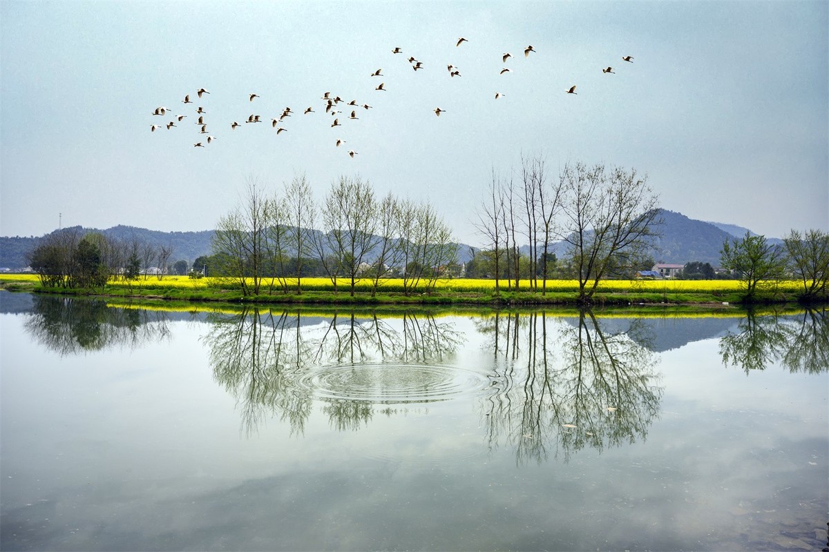 油菜花节景美人更美