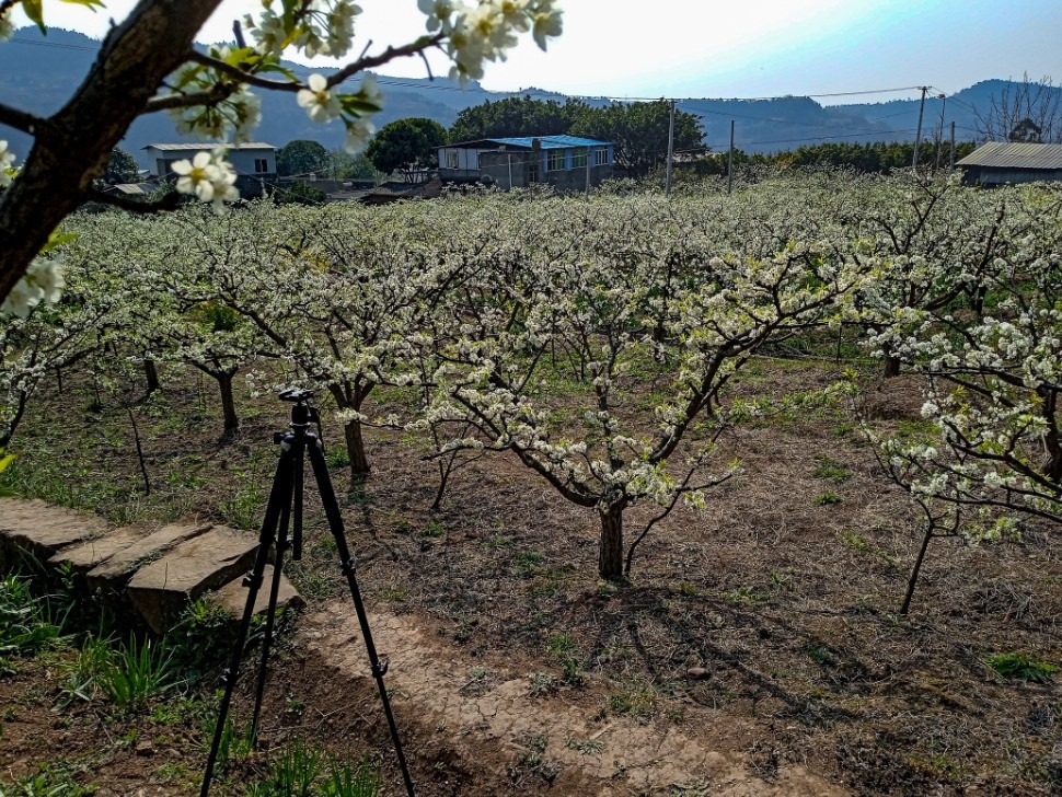 3月22日，青白江区逍遥坪村二组拍李花。