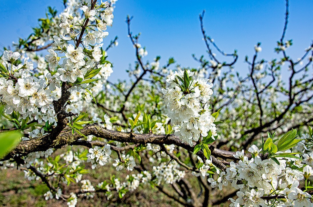 3月22日，青白江区逍遥坪村二组拍李花。