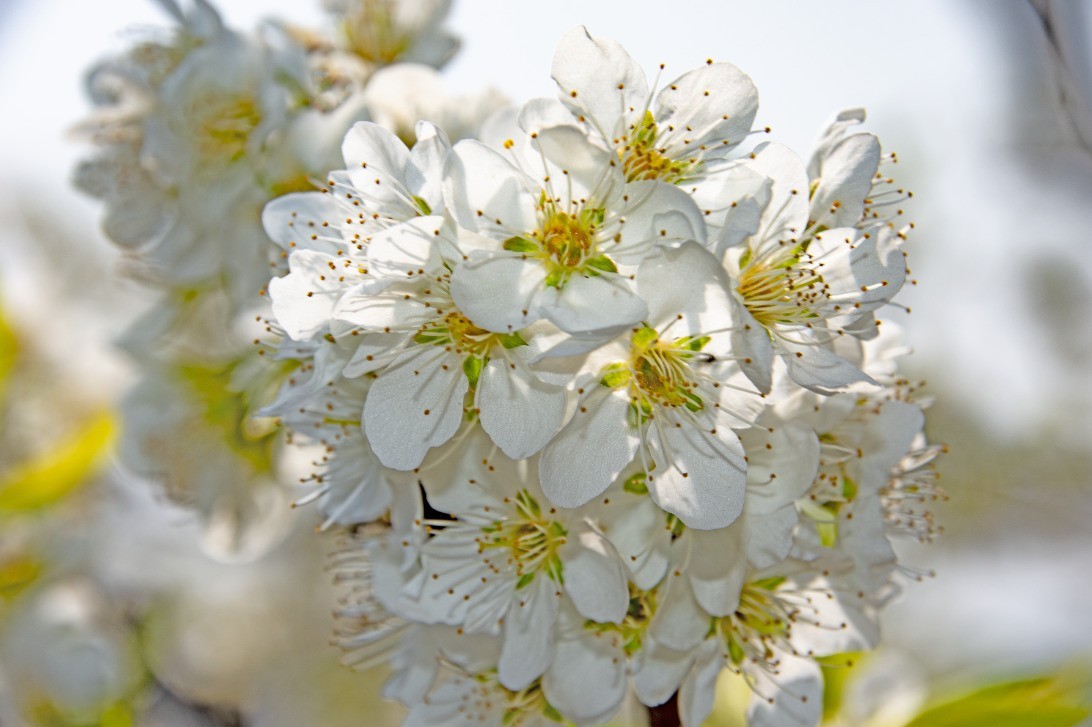 3月22日，青白江区逍遥坪村二组拍李花。
