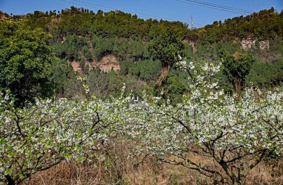 3月22日，青白江区逍遥坪村二组拍李花。